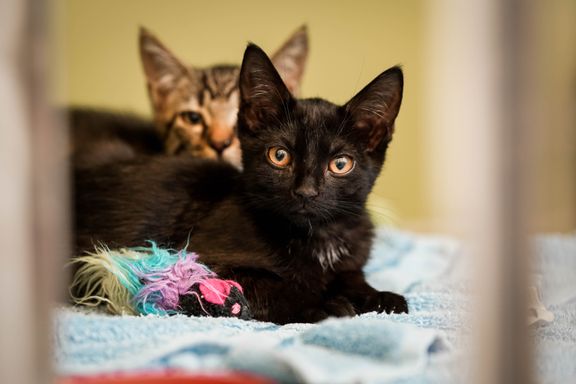 Dyrenes Beskyttelse anmelder rekordmange dyreejere til politiet